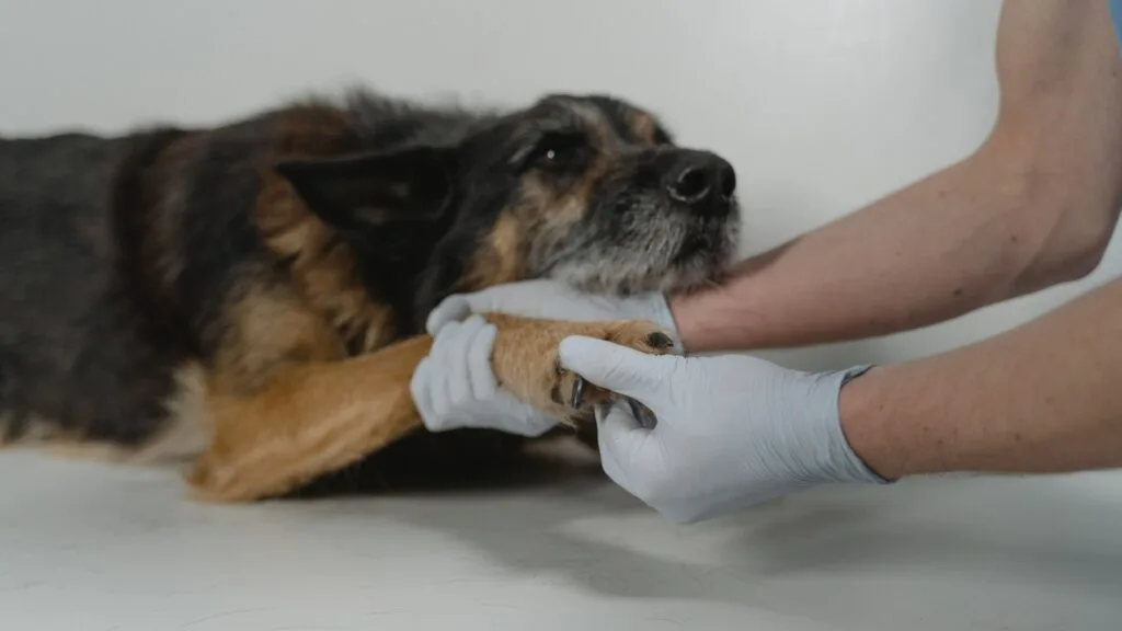 cleaning muddy dog paws safely