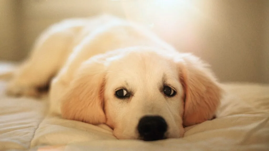 Puppy sleeping comfortably on the first night at home