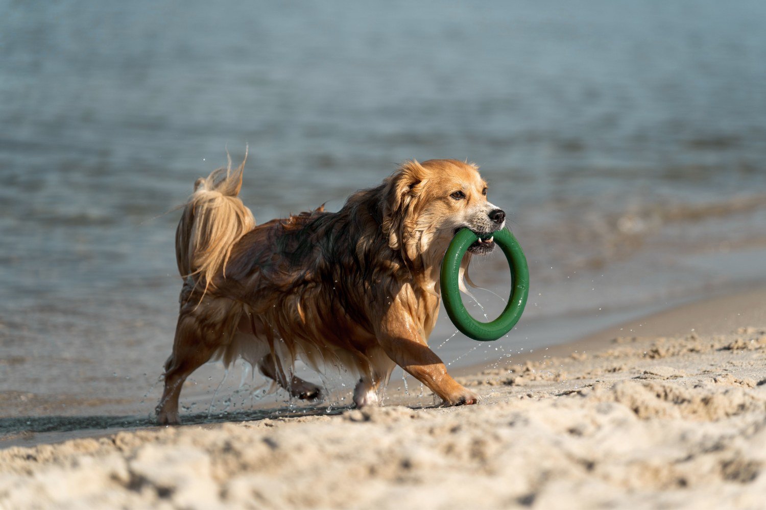 Dog playing on the beach with a toy