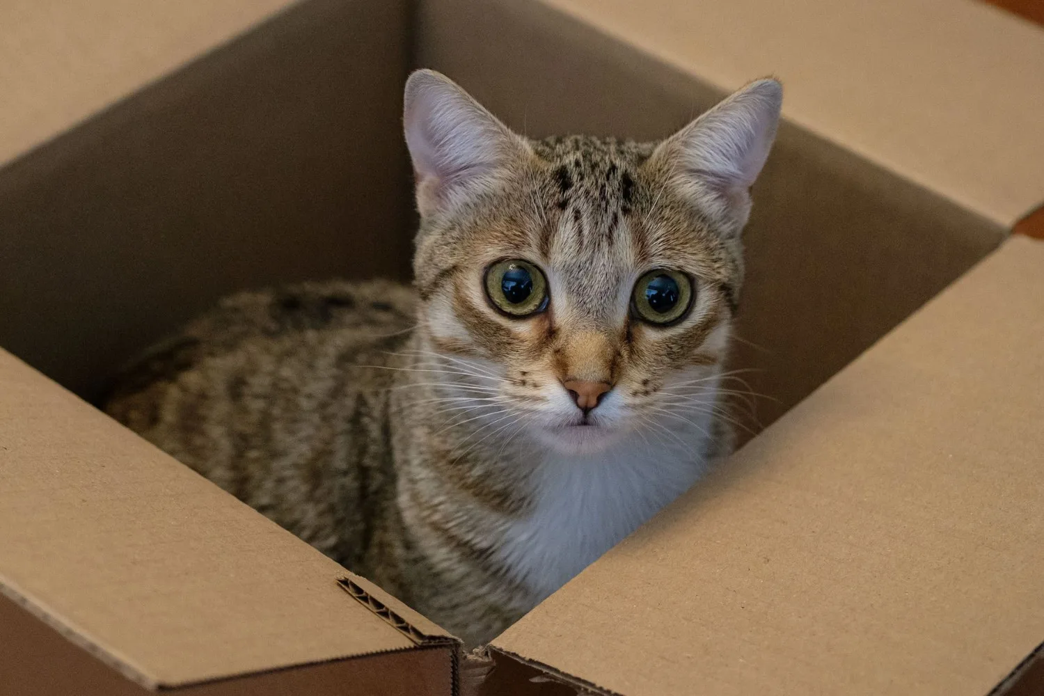 Cat exploring a cardboard box