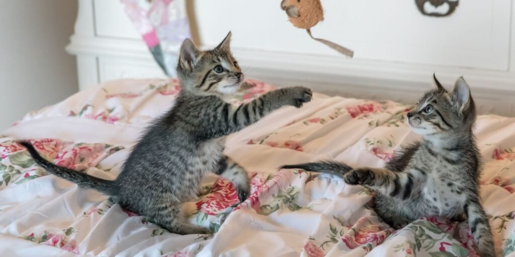 two kittens playing with catnip for cats