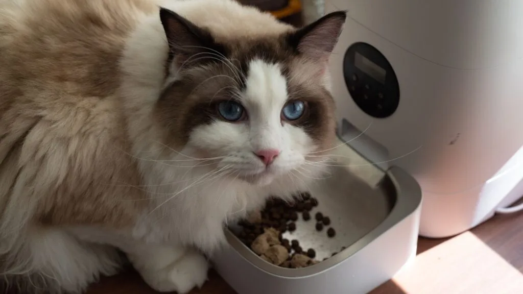 ragdoll cat eating food with added micronutrients in cat food