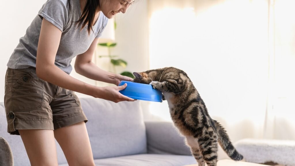choosing cat food with balanced micronutrients in cat food