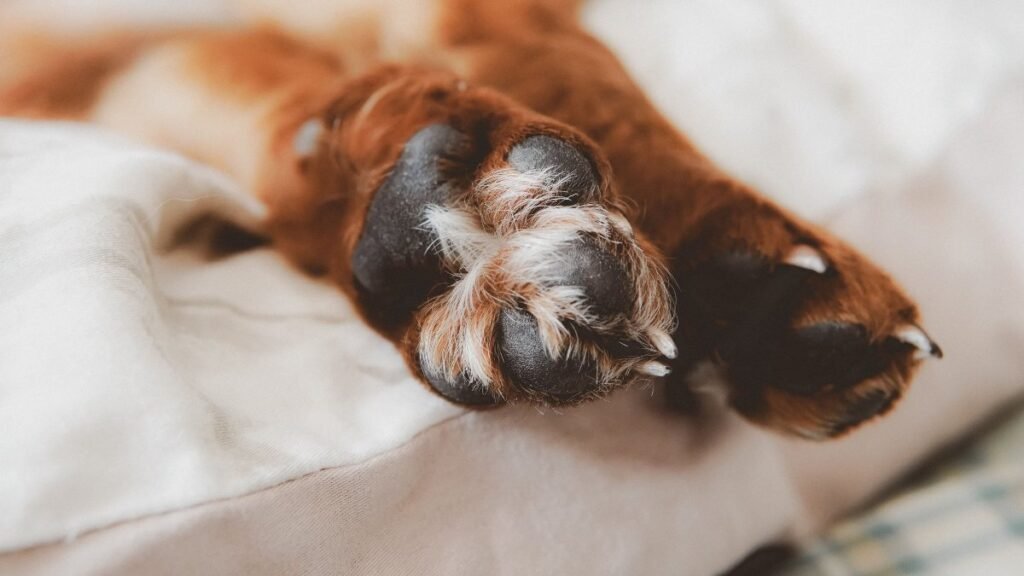 how to clean muddy dog paws after a walk