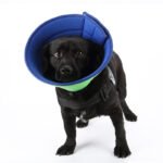 Soft Recovery Collar for Dogs & Cats – Comfortable Protective Cone