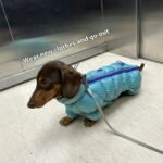 Thermal Winter Dog Jacket