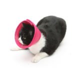 Soft Recovery Collar for Dogs & Cats – Comfortable Protective Cone - Image 9