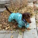 Thermal Winter Dog Jacket - Image 2