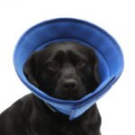 Soft Recovery Collar for Dogs & Cats – Comfortable Protective Cone - Image 6