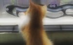 Interactive Cat Track Ball Toy – Motion-Activated Chase & Play Toy - Image 5