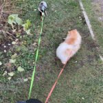 Retractable Dual Dog Leash with LED Light & 360° Tangle-Free Design - Image 9