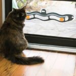 Interactive Cat Track Ball Toy – Motion-Activated Chase & Play Toy