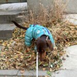 Thermal Winter Dog Jacket - Image 5
