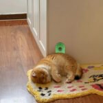 Catnip Self-Grooming Wall Ball – Interactive Massage & Scratching Toy - Image 7