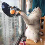 Interactive Cat Track Ball Toy – Motion-Activated Chase & Play Toy - Image 3