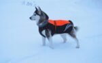 Reflective Waterproof Winter Dog Jacket - Image 7