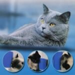 Self-Cleaning Cat Grooming Arch – Interactive Massage & Shedding Brush - Image 9