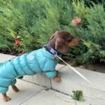Thermal Winter Dog Jacket - Image 4