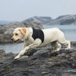 Premium Waterproof Dog Raincoat with Full-Body Protection - Image 5