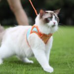 Escape-Proof Reflective Cat Harness & Leash Set for Safe Outdoor Walks - Image 6